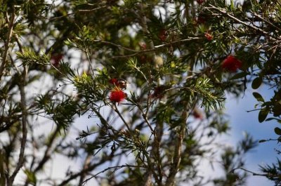 MtWarningNSW2014_HoneyEater_1452.JPG