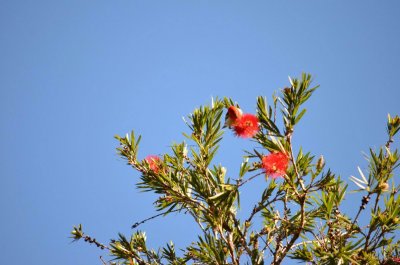 MtWarningNSW2014_HoneyEater_1460.JPG