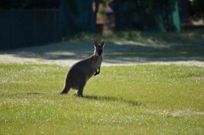 WooliNSW2014_Wallaby.JPG