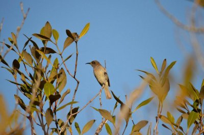 WooliNSW2014_Honeyeater.JPG