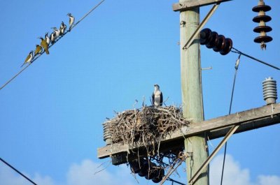 WooliNSW2014_OspreyWithBlueCheekHoneyEaters.JPG