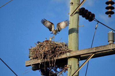 WooliNSW2014_Osprey_1578.JPG