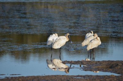 WooliNSW2014_SleepySpoonbills_1621.JPG