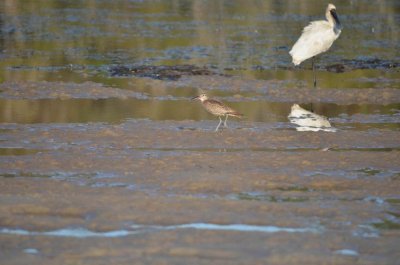 WooliNSW2014_WhimbrelWithSpoonbill.JPG