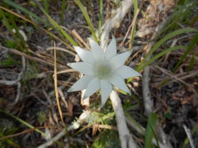 WooliNSW2014_Flowers3210.JPG