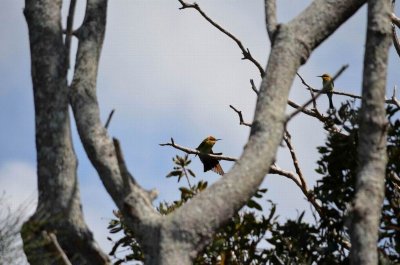WoolgoolgaNSW2014_BeeEater_1689.JPG