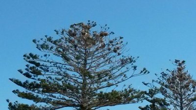 CormorantNests_122547.jpg