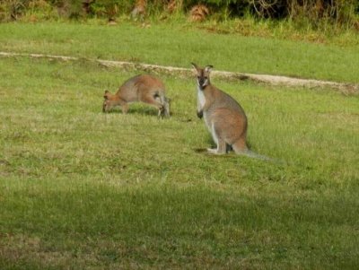 Mallacoota2015_Wallabies3331.JPG