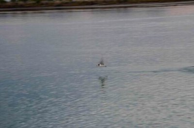 MallacootaLittleTern2015_1822.JPG
