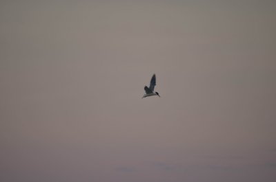 MallacootaLittleTern2015_1828.JPG