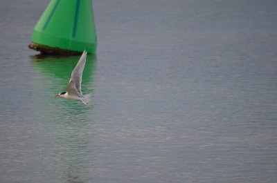 MallacootaLittleTern2015_1830.JPG