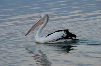 MallacootaPelican2015_1827.JPG