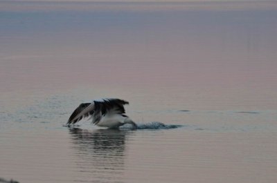 MallacootaPelican2015_1829.JPG