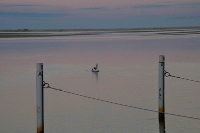 MallacootaPelican2015_1830.JPG