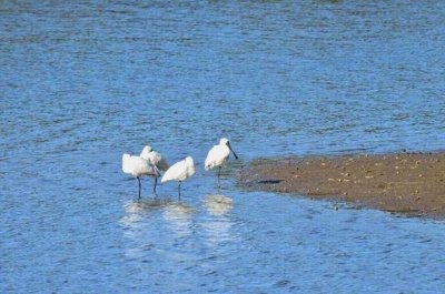 MallacootaSpoonbills2015__1790.JPG