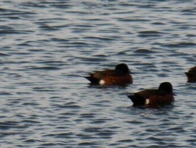 LakesEntranceDucks2015_3380.JPG