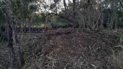 BurleighHeadsBushTurkeyNest20150806_162845.jpg