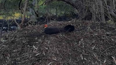 BurleighHeadsBushTurkeyNest20150806_162846.jpg
