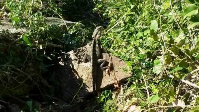 BurleighHeadsQldEasternWaterDragon20150803_101359.jpg