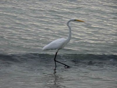 PortDouglas2016EasternGreatEgret00141.JPG