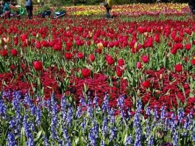 CanberraFloriade00333.JPG
