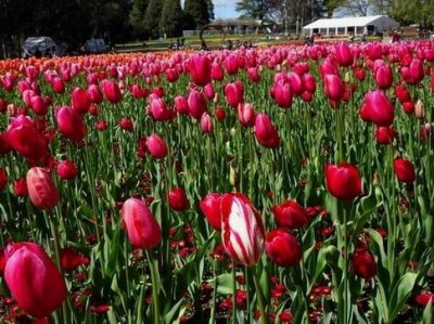 CanberraFloriade00341.JPG