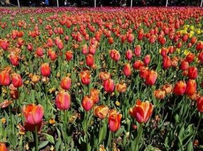 CanberraFloriade00343.JPG