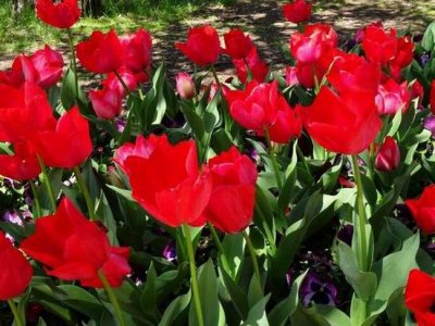 CanberraFloriade00347.JPG