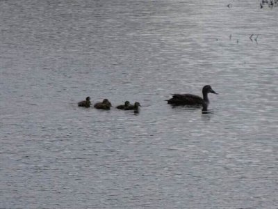 Jerrabomberra Wetlands Oct 2016