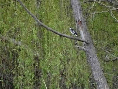 JerrabomberraWetlandsOct2016PeeWee.JPG
