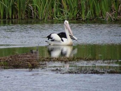 JerrabomberraWetlandsOct2016Pelican.JPG