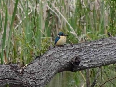 JerrabomberraWetlandsOct2016SacredKingfisher00375.JPG