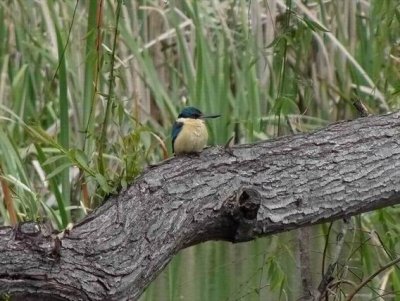 JerrabomberraWetlandsOct2016SacredKingfisher00376.JPG
