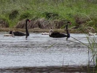 JerrabomberraWetlandsOct2016Swans.JPG