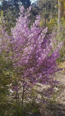 Blue Mts Hiking 2016