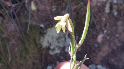 20161024_BlueMtsOrchid.jpg