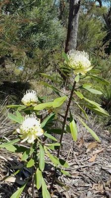 20161024_BlueMtsWhiteWaratah.jpg