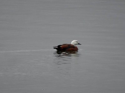 KepplerTrackNZ2016_ParadiseShelduck00692.JPG