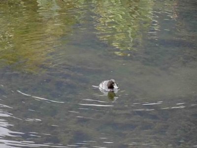 MirrorLakeNZ2016_DivingDuck.JPG