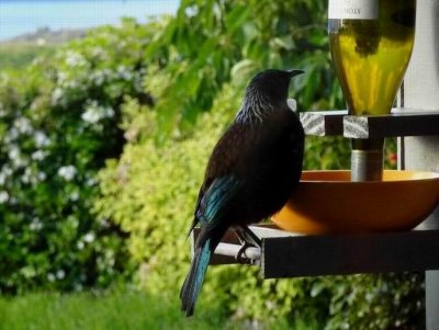 TeAnauNZ2016_DavesHouseTui_ParsonBird00581.JPG