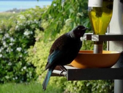 TeAnauNZ2016_DavesHouseTui_ParsonBird00582.JPG