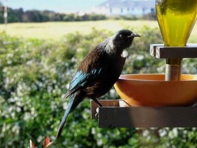 TeAnauNZ2016_DavesHouseTui_ParsonBird00583.JPG