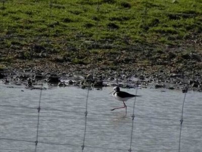 TeAnauNZ2016_Stilt00674.JPG