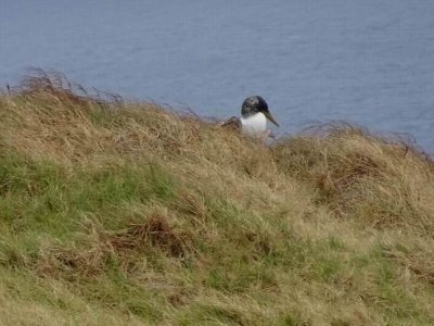 NorfolkIslandJan2017_MaskedBoobyNesting_00984.JPG