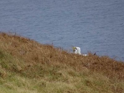 NorfolkIslandJan2017_MaskedBoobyNesting_00985.JPG