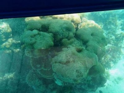 NorfolkIslandJan2017_Corals01133.JPG