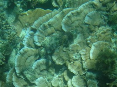 NorfolkIslandJan2017_Corals01138.JPG