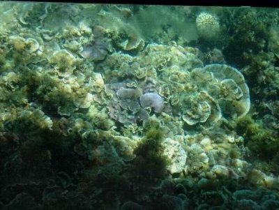 NorfolkIslandJan2017_Corals01139.JPG
