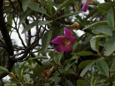 Norfolk Island Vegetation 2017