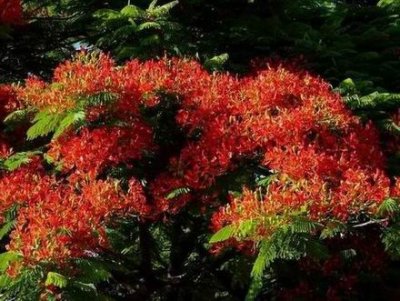 Queen Victoria Gardens Norfolk Island 2017